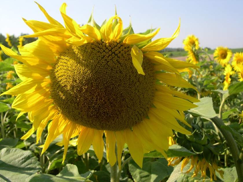 flower with sun